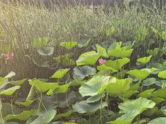 -沈阳市东陵公园