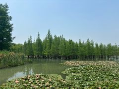 -白鹭湾湿地公园