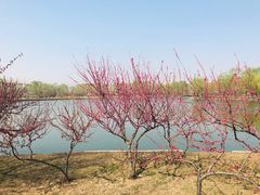 -石家庄市植物园
