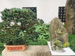 -上海醉白池公园