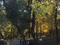 -阳台山自然风景区