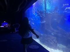 -江和美海洋公园