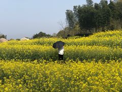-桑洲油菜花景区
