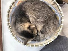 -共舞时光猫咖·狗咖(新街口店)