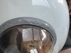 -良伴无忧宠物医院(泰欣嘉园店)