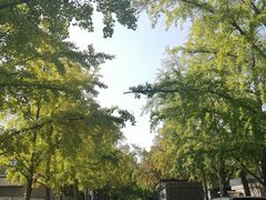 -三里屯东五街银杏大道