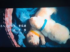 -UME影城(4DX情侣金牛店)