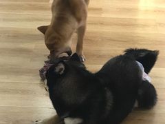 -柴犬小屋·柴餐厅·狗咖食堂(金鼎广场店)