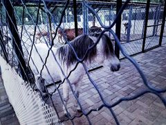 景点-长白岛森林公园