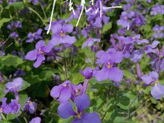 -泰州凤城河风景区-泰山公园