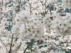 -西北湖绿化广场