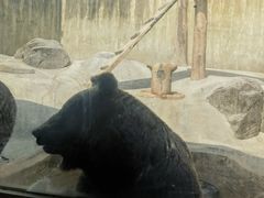 -东方熊牧场