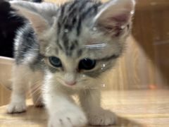 -米乐乖乖猫咪咖啡馆·猫咖(深圳湾后海汇店)