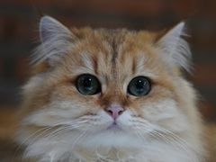 -豆逗聊愈猫阁Easy Life