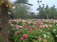 android_upload_pic-西苑公园