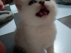 -乖乖宠物医院·猫科·急重症中心(车站北路分院)