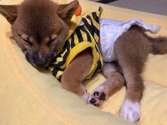 -逗柴咖啡屋·狗咖猫咖宠物桌游