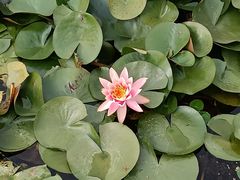-荷花大观园