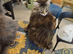 -平行世界·猫咖(首经贸店)