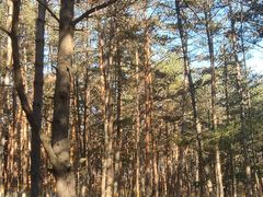 -帽儿山国家森林公园