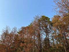 -青龙山国家森林公园