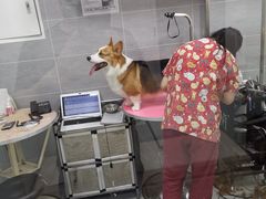 -宠福鑫康馨动物医院·骨科·眼科
