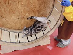 -和它·交个朋友·狗咖猫咖(爱琴海店)