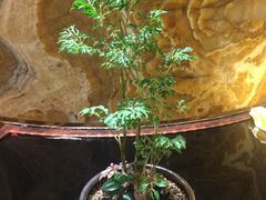 -威珀斯酒店·珀萃美食餐厅 | 海鲜刺身·现烤生蚝·特色烤肉