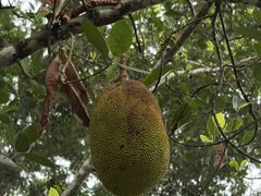 -中国科学院西双版纳热带植物园