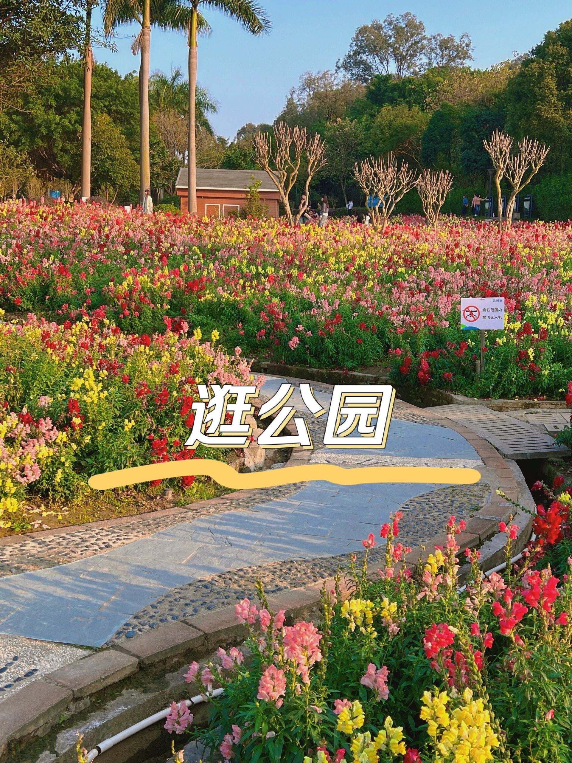 🌸佛山三山森林公园,仿佛踏入了梦幻油画之境🖼️
