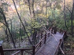 -大岭沟猕猴桃谷风景区