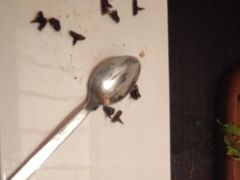 黑森林-国际青年会议酒店-莱客德国啤酒餐厅