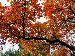 -阳台山自然风景区