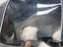 -关爱动物医院·心脏·中兽医·异宠(金牛路分院)