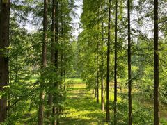 -黄海国家森林公园