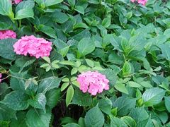 -上海市民办金苹果学校