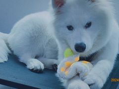 -博特宠物医院24h犬猫全科.骨科·异宠