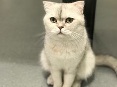 -飞行喵MR PILOT|猫舍·猫咖(静安大融城店)