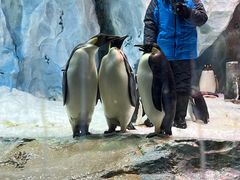 -帝企鹅自助餐厅•儿童岛•真企鹅(长隆企鹅酒店)