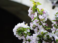 -海棠花溪(元大都城垣遗址公园)