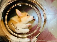 -小尾巴宠物店(万科·金域华庭店)