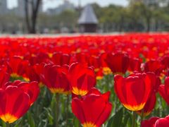 -大宁郁金香公园-停车场