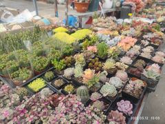 -中环花鸟鱼虫市场