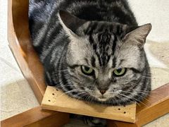 -藏猫猫咖啡主题馆(中央大道店)