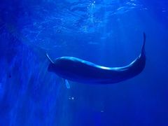 -多彩贵州城极地海洋世界