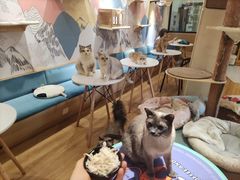 -滚猫咖啡·猫咖·猫友好撸猫(未来城店)