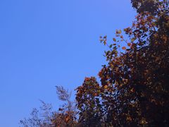 -香山公园