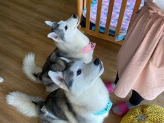 -Husky Go! 哈士奇体验馆·宠物咖啡厅狗咖