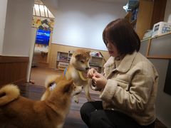 -豆柴町-柴犬主题狗咖(红鼎国际C座店)