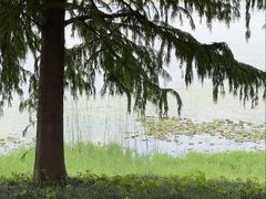 -贡湖湾湿地公园
